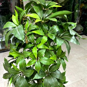 تصویر درختچه بنسای پاچیرا مصنوعی 