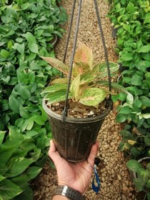 تصویر آگلونما قرمز Aglaonema hybrids