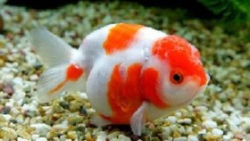 تصویر ماهی گلدفیش PPT 