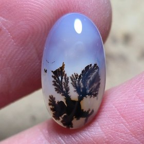 تصویر شجر قائن واضح زیبا 