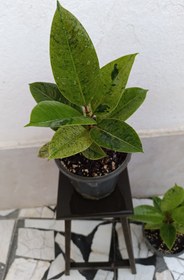 تصویر فیکوس ببری 