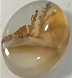 تصویر شجر فوق کلکسیونی 