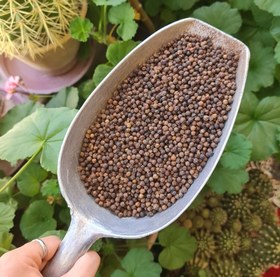 تصویر فلفل سیاه - دانه 