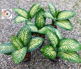 تصویر پک ۱۰ عددی دیفن باخیا 