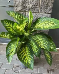 تصویر سفارش دیفن باخیا برای طراحی فضای سبز در هتل‌های بین‌المللی 