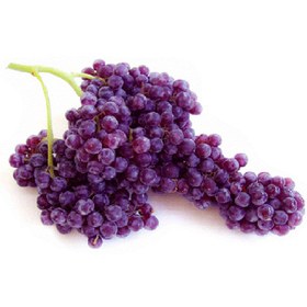 تصویر انگور سیاه 
