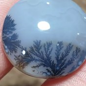 تصویر شجر قائن 