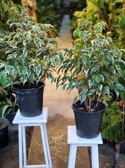 تصویر گل بنجامین ابلق سطل ۷ 