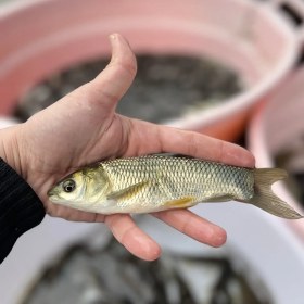 تصویر بچه ماهی آمور 