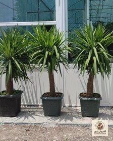 تصویر گیاه یوکا | کد: ZNB-FDT 