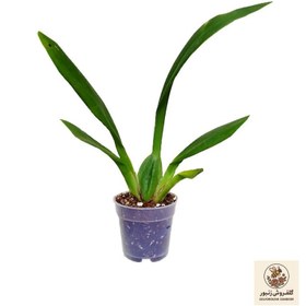 تصویر گل طبیعی ارکیده مدل بوگاریا | کد: ZNB-87E 