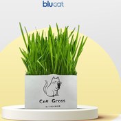 تصویر چمن و علف خوراکی گربه Cat Grass 