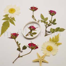 تصویر غنچه ساناز پرس شده قرمز 