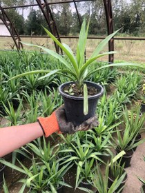 تصویر یوکا سطل 3 Yucca bucket 3