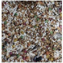 تصویر دان قناری 