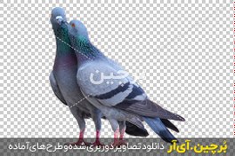 تصویر عکس بدون زمینه یک جفت کبوتر نر و ماده در کنار هم png 