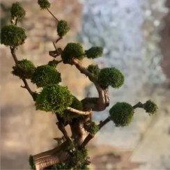 تصویر درختچه جاویدان (2) 