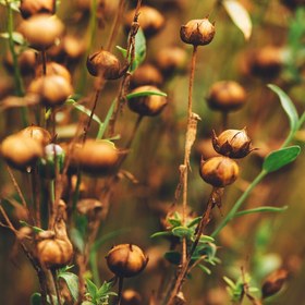 تصویر تخم کتان Flax Seeds