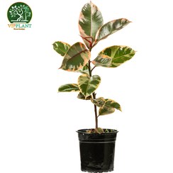 تصویر فیکوس شرابی (گلدان پلاستیکی) Ficus elastica