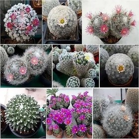 تصویر بذر کاکتوس میکس 10 عددی 
