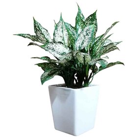 تصویر آگلونما برفی 