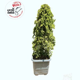 تصویر کاج ارس پیوندی 