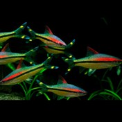 تصویر ردلاین 