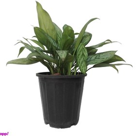 تصویر گل طبیعی اگلونما سبز کد 107 