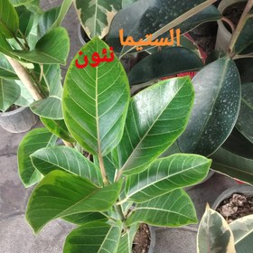 تصویر فیکوس نئون الستیما 