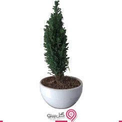 تصویر گلدان بونسای کاج مخروطی 