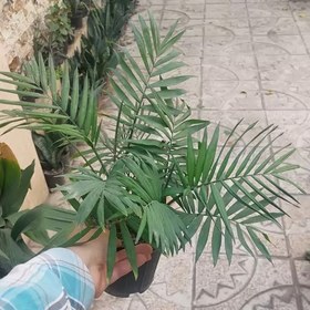 تصویر گیاه اپارتمانی نخل شامادورا(chamaedora elegans plant) 