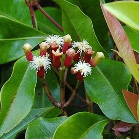 تصویر بذر میخک صدپر 