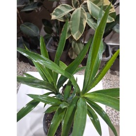 تصویر یوکا چند سر و بنسایی 