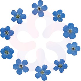 تصویر گل خشک فراموشم نکن 