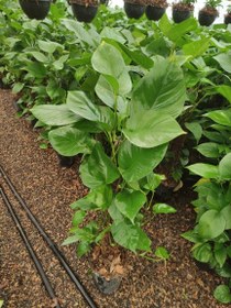 تصویر محصول: پتوس چماغی 