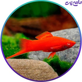 تصویر ماهی سوارتیل قرمز (دم شمشیری) 5-6 سانت 