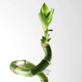 تصویر گیاه لاکی بامبو/مارپیچ 45 سانتی متر ایکیا IKEA DRACAENA IKEA DRACAENA Plant Lucky bamboo/spiral 45 cm