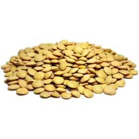 تصویر عدس سبز درشت 