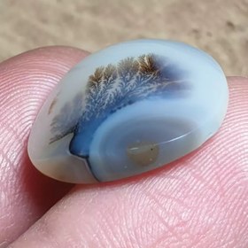 تصویر شجر قائن زیبا خاص 