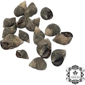 تصویر صدف حلزونی مشکی 