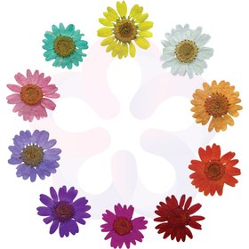 تصویر گل خشک بابونه درجه 2 