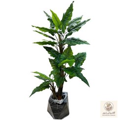 تصویر درختچه بابا آدم | کد: ZNB-HEB 