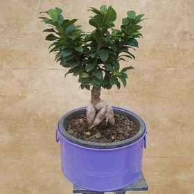 تصویر گل بونسای جدید 6782 