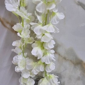 تصویر ریسه شکوفه سفید 