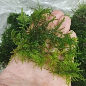 تصویر گیاه آبزی آکواریوم پلنت خزه مینی پرل Mini Pearl Moss (Blepharostoma Trichophyllum) 