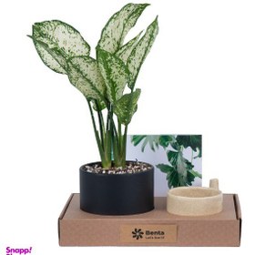 تصویر پک ماگ و گلدان آگلونما برفی کد P208 