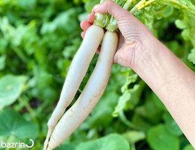 تصویر بذر ترب سفید کشیده 