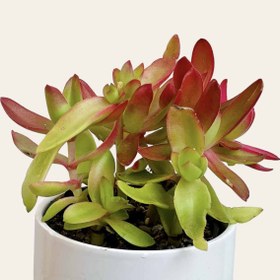 تصویر کراسولا قرمز 