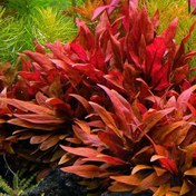 تصویر گیاه آبزی آلترنانترا رینکی مینی 