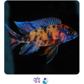 تصویر ماهی سیچلاید آلوانکارا سایز ۸ تا ۱۰ سانتی متر 